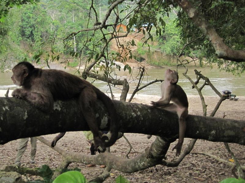 Grand Selva Lodge & Tours เตนา ภายนอก รูปภาพ