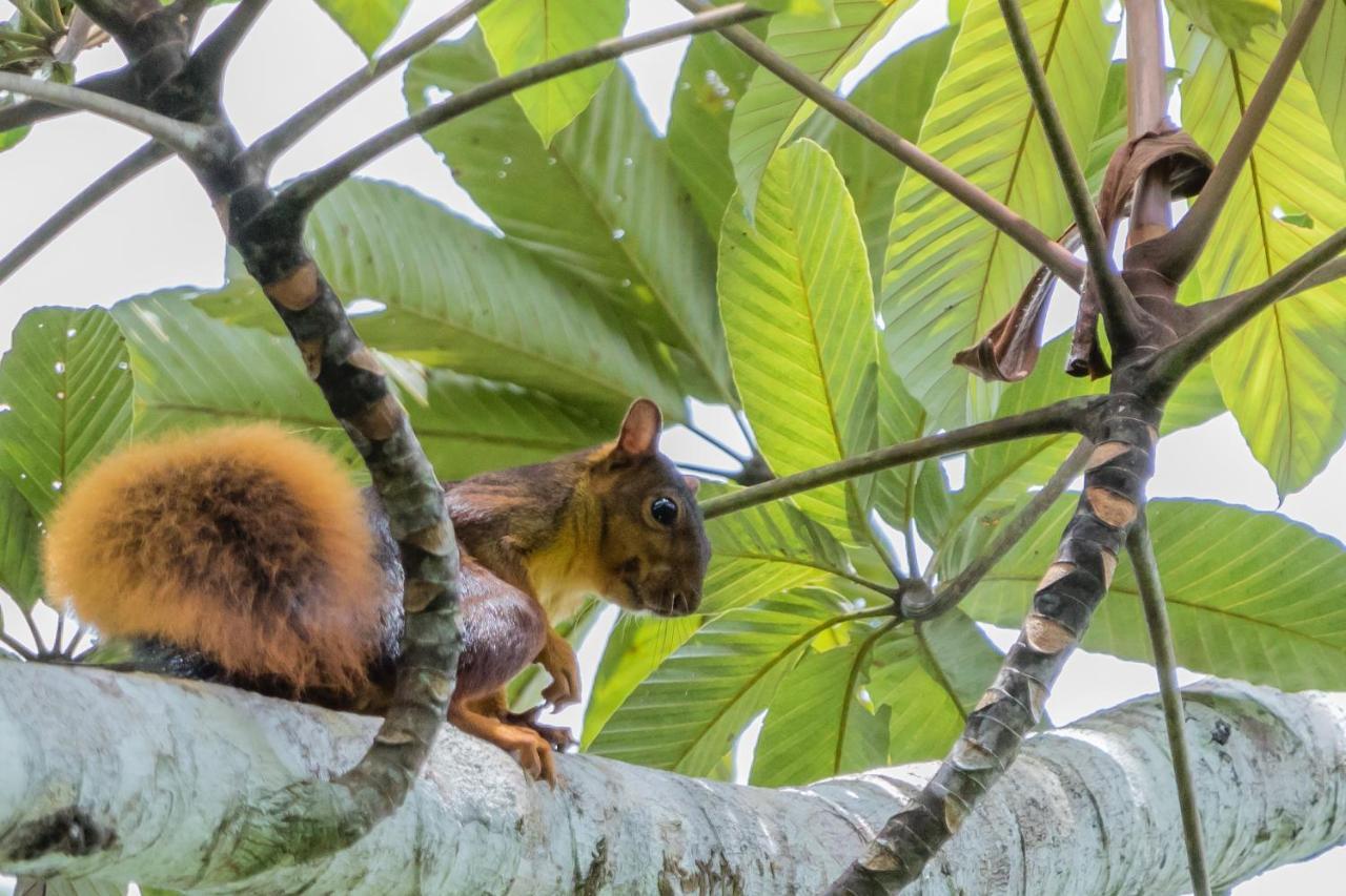 Grand Selva Lodge & Tours เตนา ภายนอก รูปภาพ