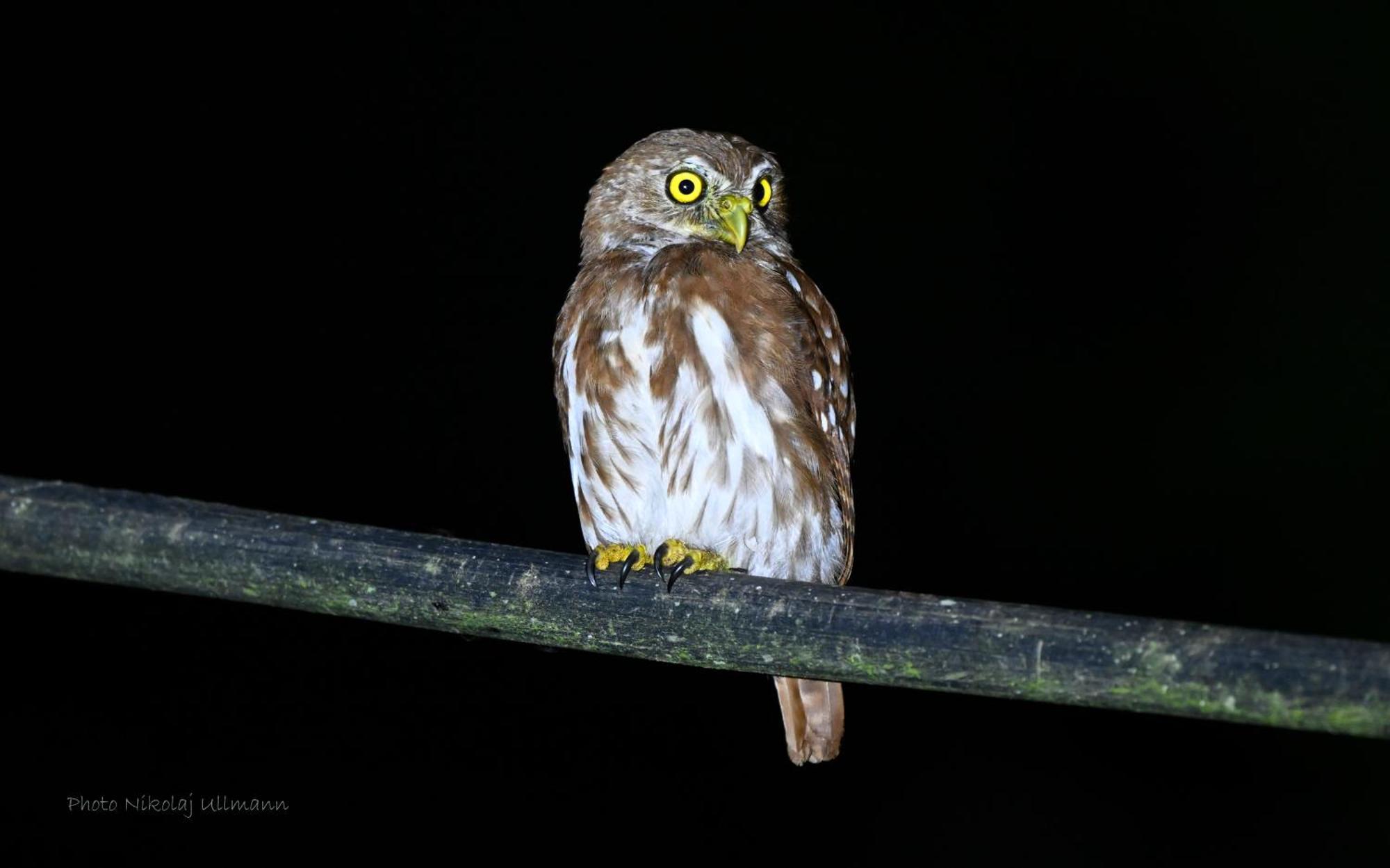Grand Selva Lodge & Tours เตนา ภายนอก รูปภาพ