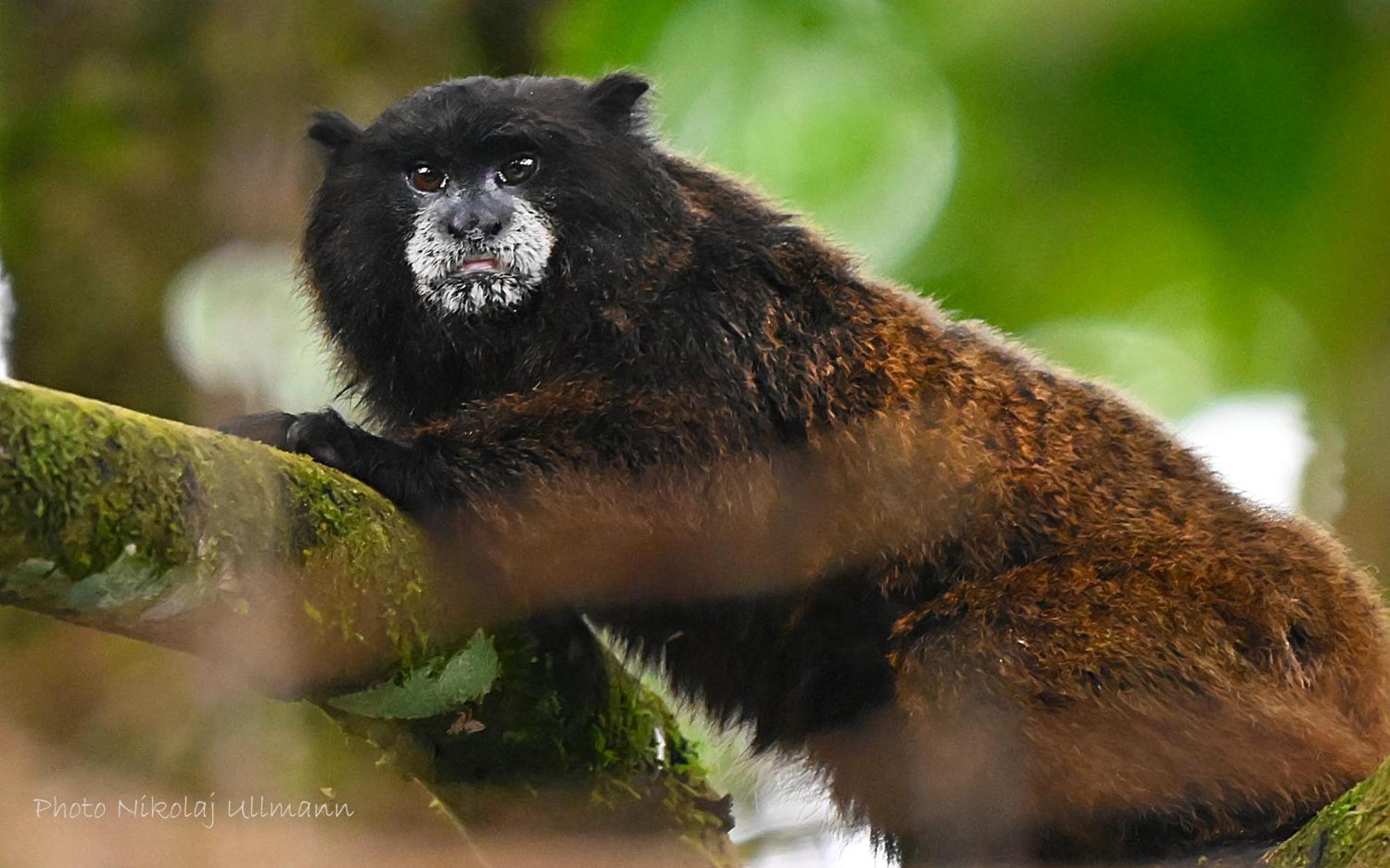 Grand Selva Lodge & Tours เตนา ภายนอก รูปภาพ