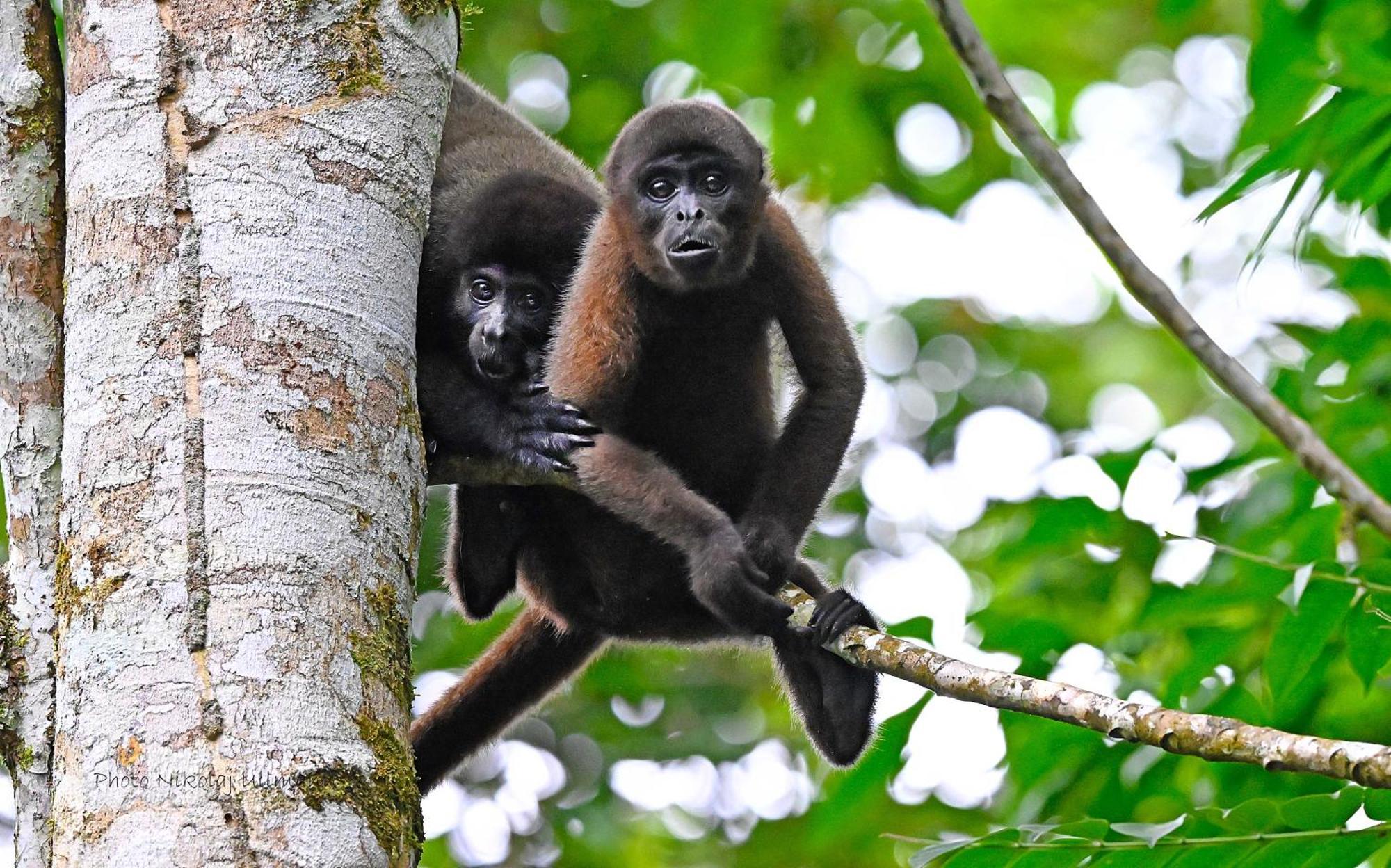 Grand Selva Lodge & Tours เตนา ภายนอก รูปภาพ