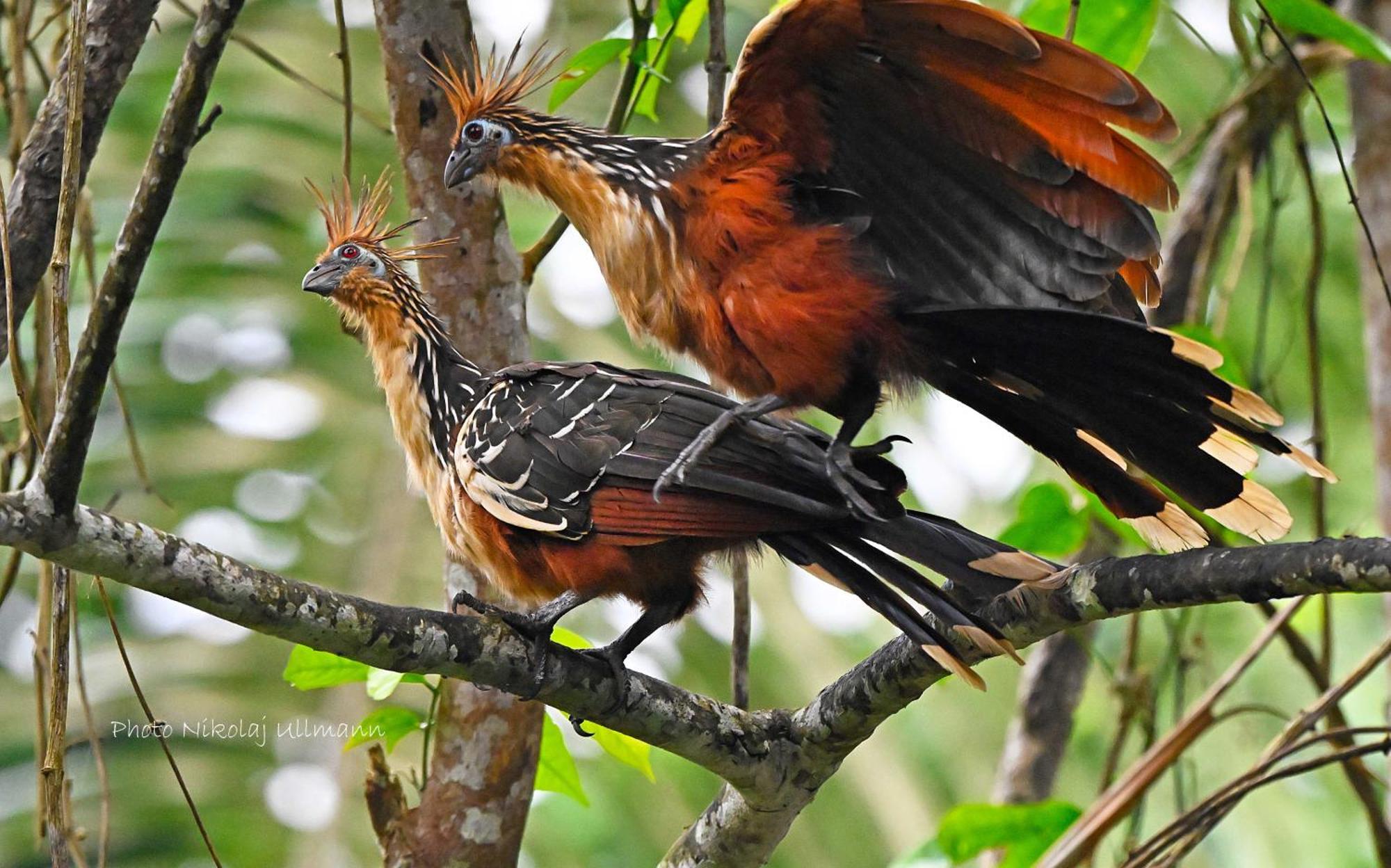 Grand Selva Lodge & Tours เตนา ภายนอก รูปภาพ